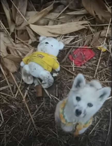 In the Chilling -2°C Rain, a Puppy's Heartwarming Plea for His Teddy Bear Friend: Rescuers Were Stunned by What They Found!